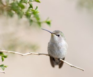 Posing Hummingbird Wallpaper