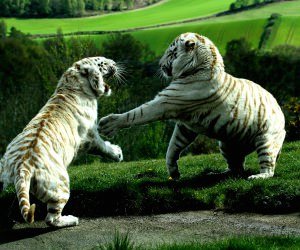 White Tigers Fighting Wallpaper