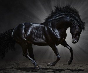 Dark Horse Wallpaper
